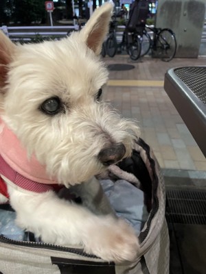 ちーちゃん