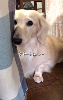 反省する犬