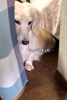 少し隠れて見守る犬