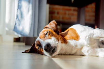 窓辺で寝そべっている犬