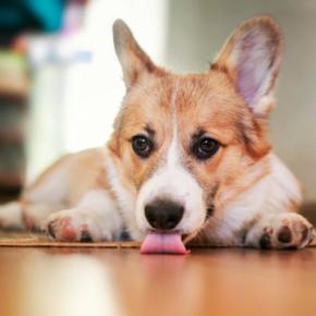 犬が『家の床を舐めている』5つの理由とは 注意すべきポイントから効果的な改善策までご紹介