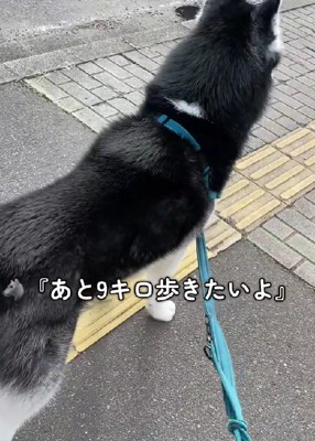 「あと9キロ歩く！」