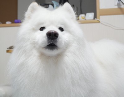 可愛すぎる