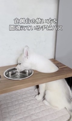 穴からお顔が出てる！
