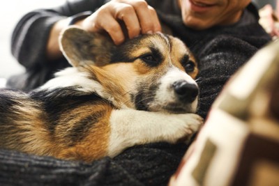男性にハグされている犬