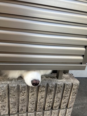 可愛すぎる