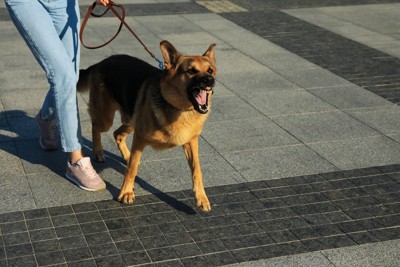 散歩中に怒り出した犬