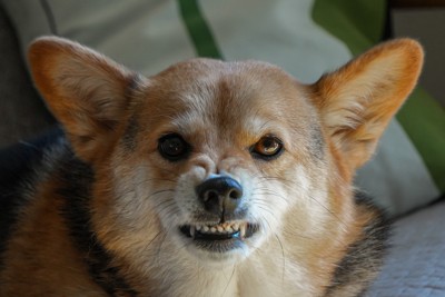 怒って睨む犬