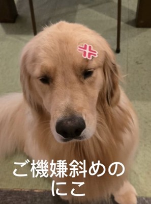 不機嫌な犬