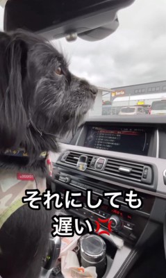 お姉ちゃんを待つトノくん＆コテツくん2