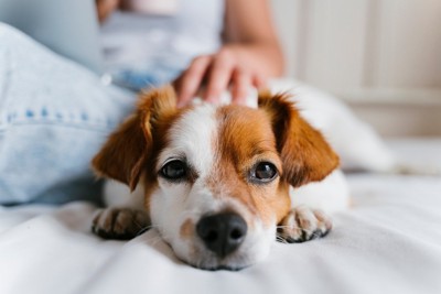 伏せて撫でられている犬