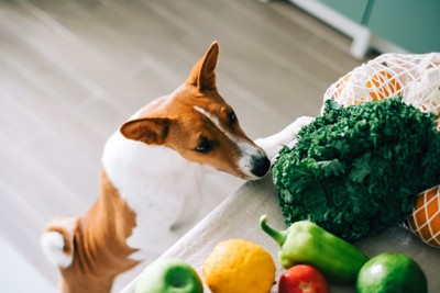野菜を見る犬