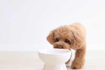 ご飯を食べようとする犬