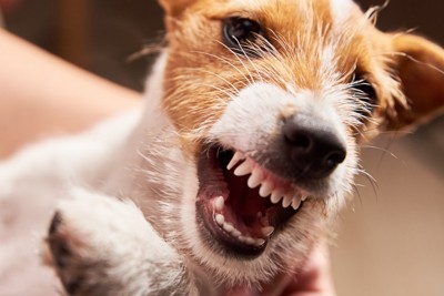 怒っている犬