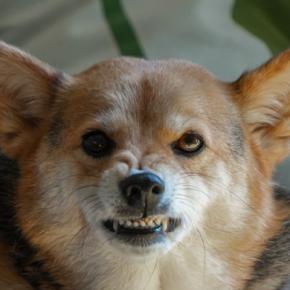 犬が『激怒』したときにする仕草や行動5つ　どんなときに怒るの？飼い主が取るべき対処法まで