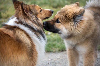 社会性を身につける犬たち