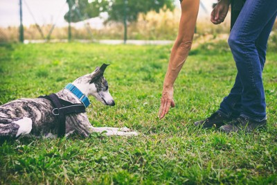 愛犬をしつける飼い主