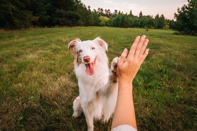 人とハイタッチする犬