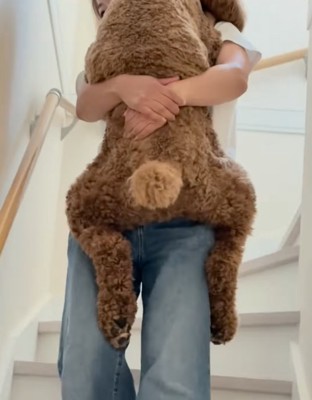 犬の後脚