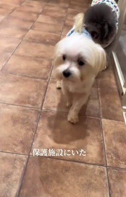 保護施設にいたポッポくん