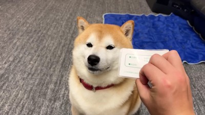 スン…