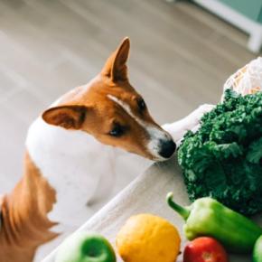 犬が大好きな『食材』5選　特におすすめな食べ物や与え方の注意点まで