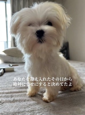 誓いを立てた投稿主さん