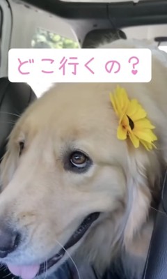 「どこいくの？」