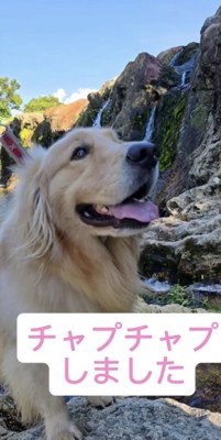 滝と犬