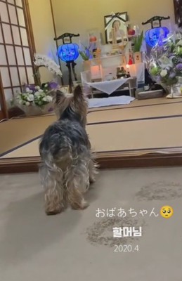 おばあちゃんの遺影の前で
