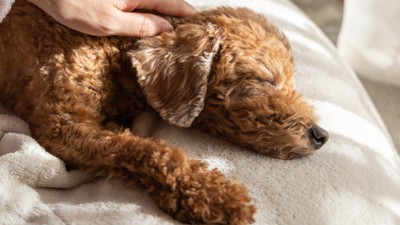 マッサージしてもらう老犬
