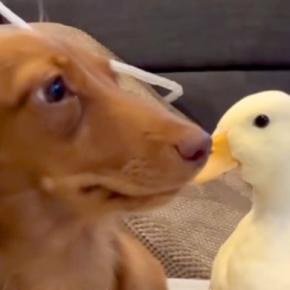 『テレビを観たい犬』VS『阻止したいアヒル』種族を超えたカップルのような光景が44万再生「私と彼氏の日常w」「めんどくさそうで草」と爆笑