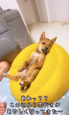 仰向けの小鉄くん