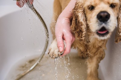 足を洗われている犬
