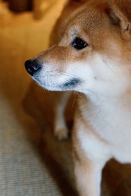 柴犬の横顔