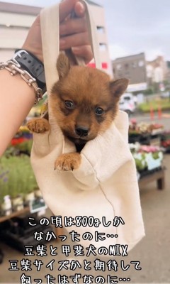 バッグに入る小鉄くん