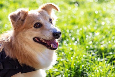 外を散歩する老犬