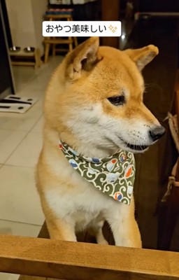 おやつをもらう柴犬