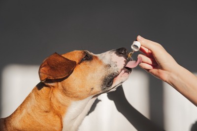 エッセンシャルオイルを舐める犬