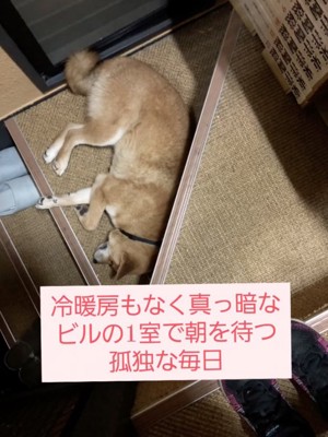 暗い部屋でぐったりする柴犬