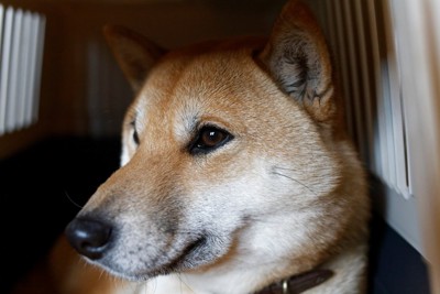 ケージの中の柴犬