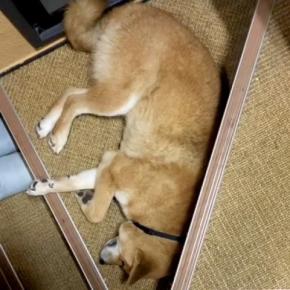 冷暖房もない『ビルの一室に閉じ込められていた犬』を保護…6年後→涙が止まらない『別犬のような変化』に感動「表情が…」「幸せいっぱいの笑顔」