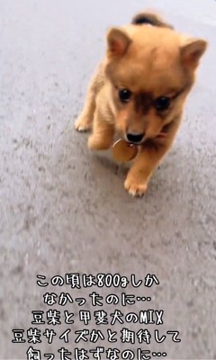 歩く小鉄くん