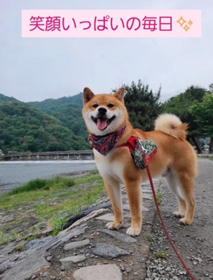 橋をバックに写真撮影する柴犬