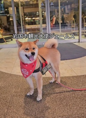 観光大使の柴犬