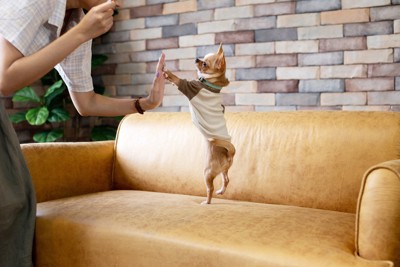 ソファの上で跳ねる犬