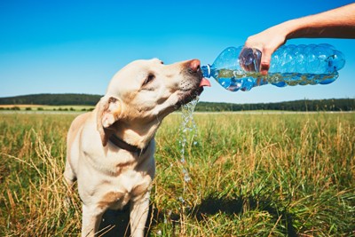 屋外で水分補給する犬