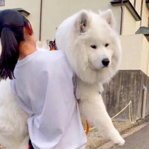 早朝に『散歩拒否』をする大型犬→自分の大きさを『全く理解していない光景』に1万8000いいね集まる「笑顔がww」「楽しそうで草」と反響
