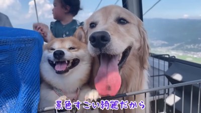 景色を見る2匹