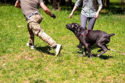 人を追いかける犬